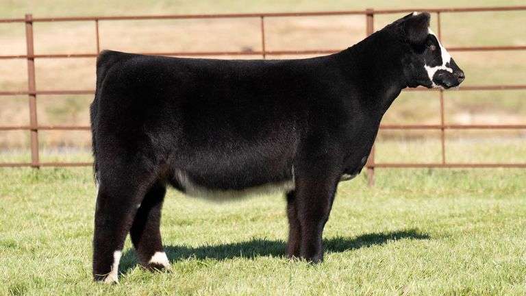 TAG 50 HEIFER