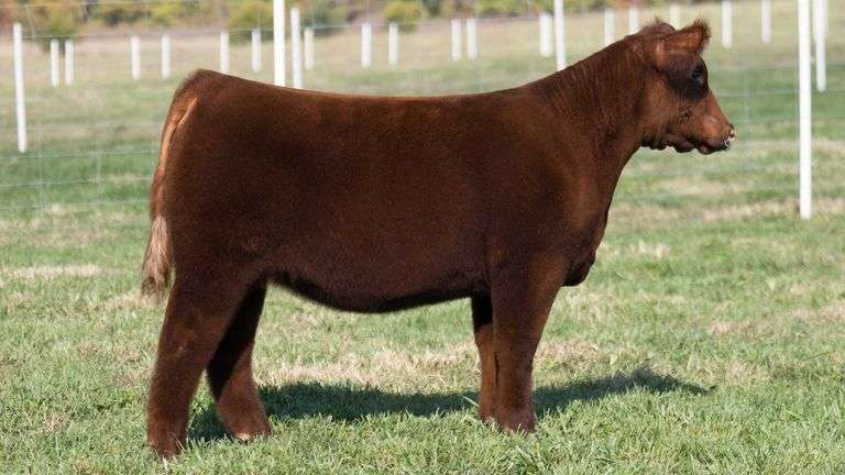TAG 17 HEIFER