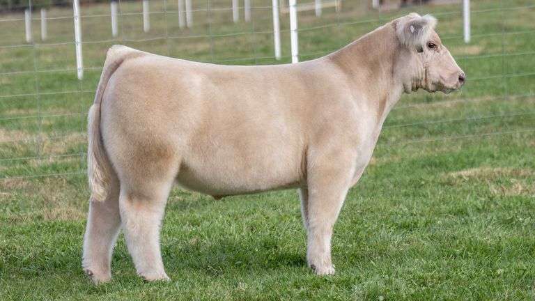 TAG 3 STEER