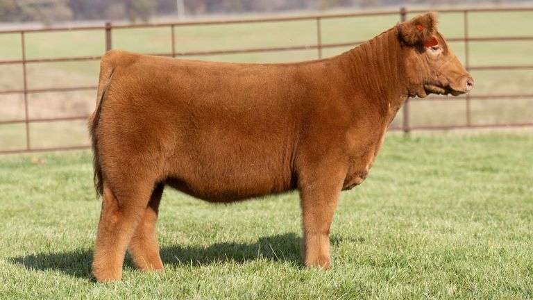 TAG 41 HEIFER