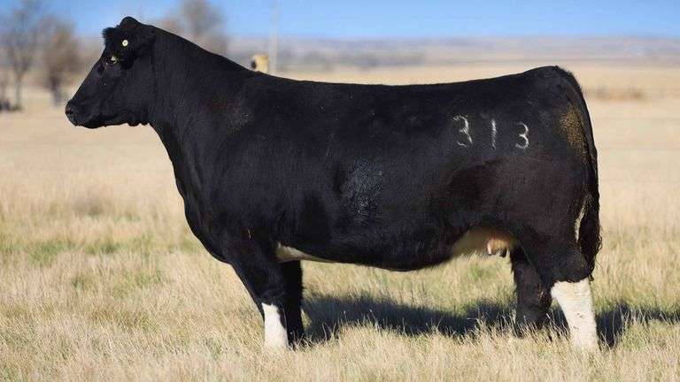 313 X HIA EMBRYOS B