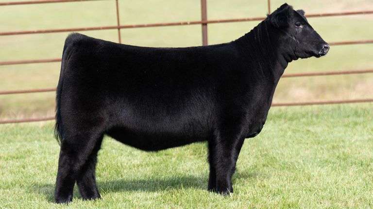 TAG 40 HEIFER