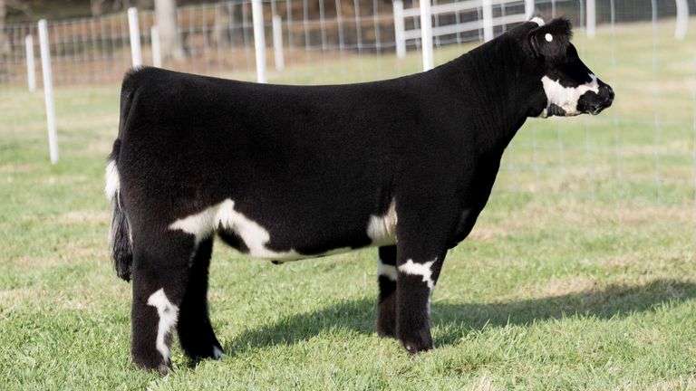 TAG 2 STEER