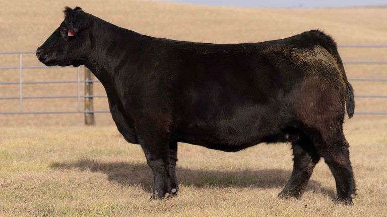 219 X ON THE BRINK EMBRYOS