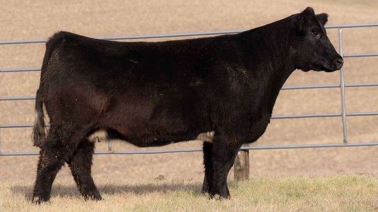 TAG 819 COW