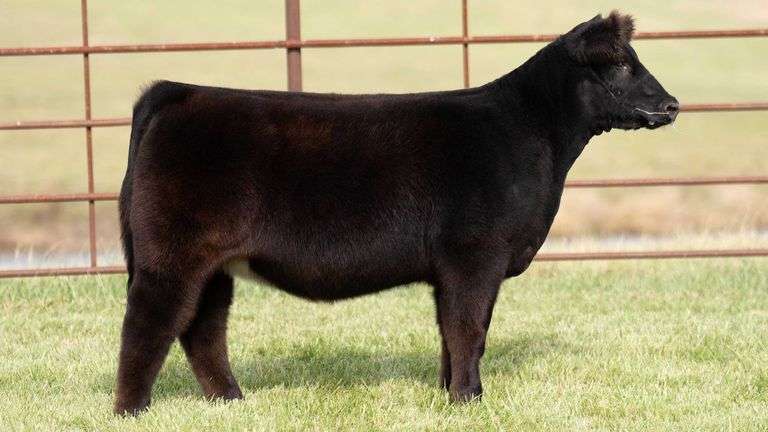 TAG 49 HEIFER