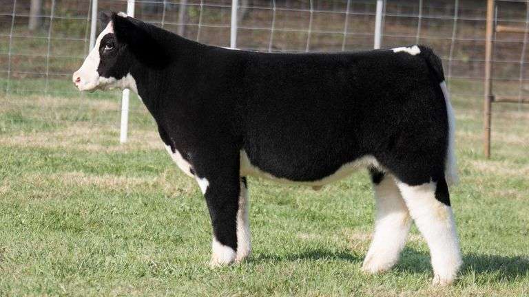 TAG 6 STEER