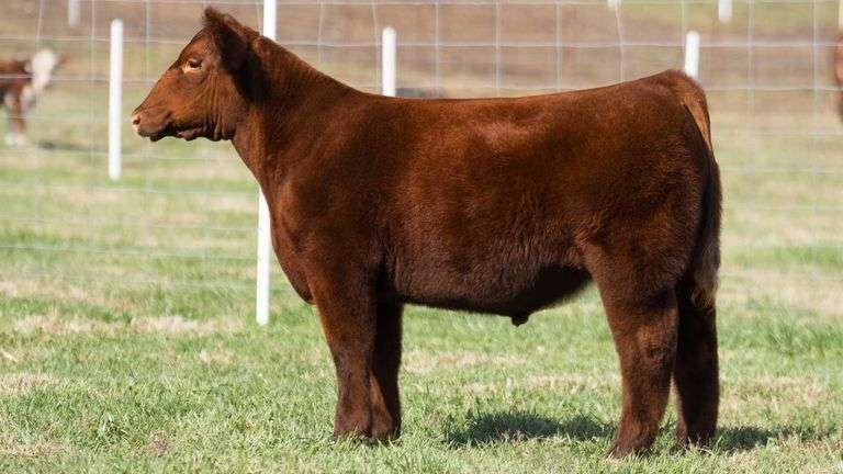 TAG 18 STEER