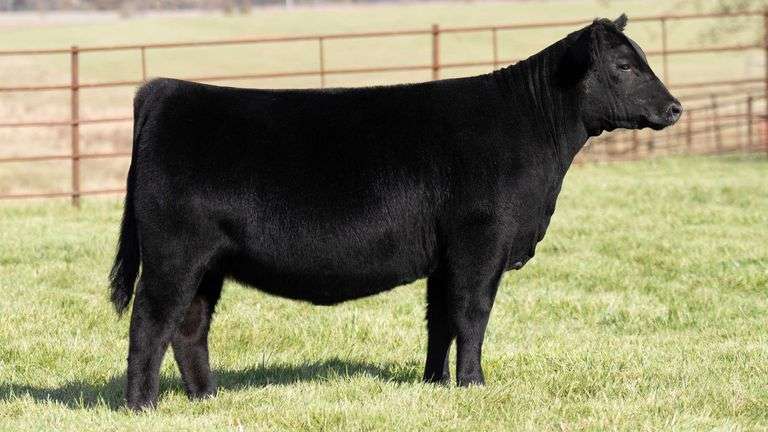 TAG 47 HEIFER