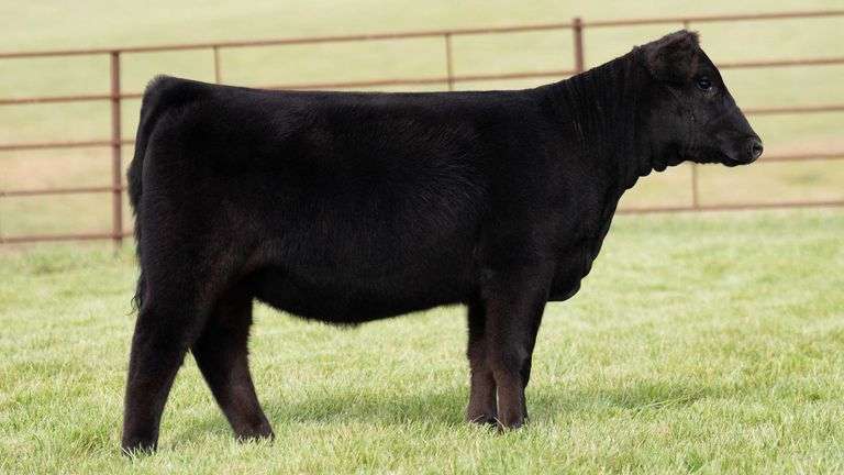 TAG 35 HEIFER