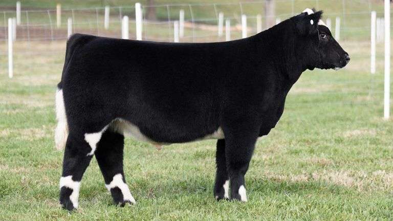TAG 5 STEER