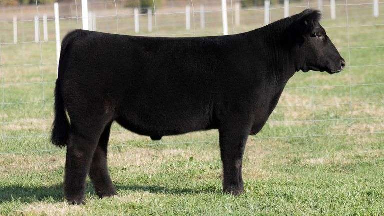 TAG 9 STEER