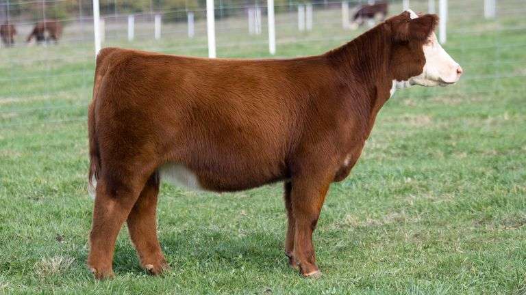 TAG 16 HEIFER