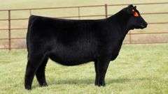 TAG 46 HEIFER
