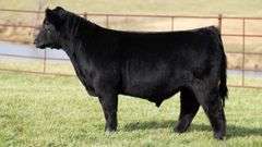 TAG 36 BULL