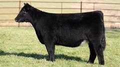 TAG 45 HEIFER