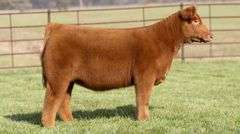 TAG 41 HEIFER