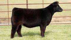 TAG 49 HEIFER