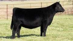 TAG 47 HEIFER