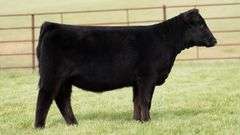 TAG 35 HEIFER