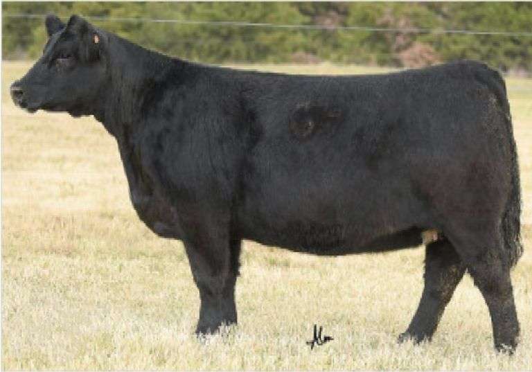 BROKER X MARY LEGEND EMBRYOS