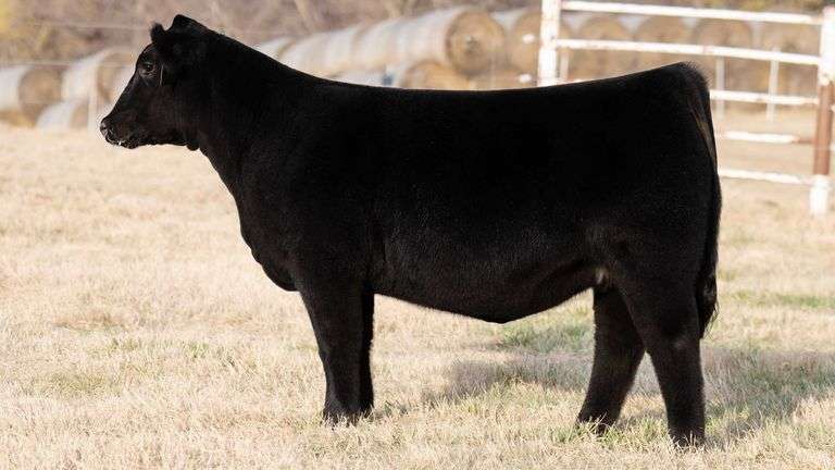 TAG 53 - % SIMMENTAL HEIFER