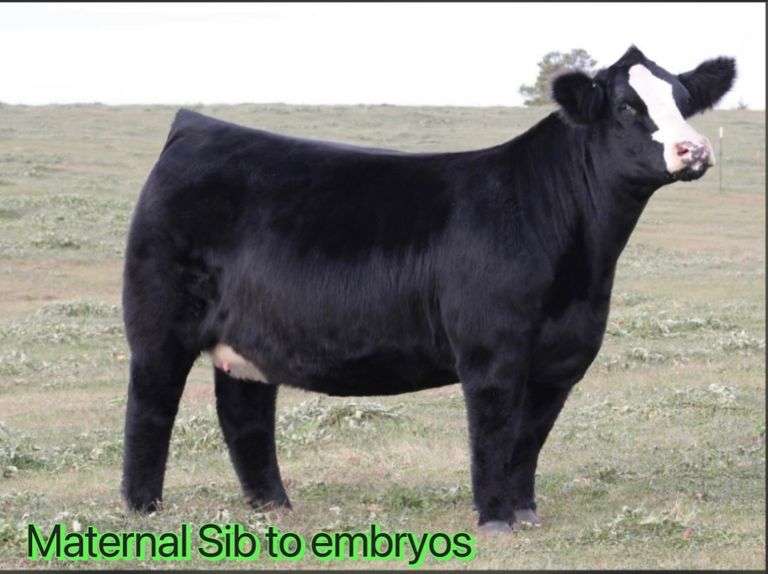 BROKER X VELOCITY EMBRYOS