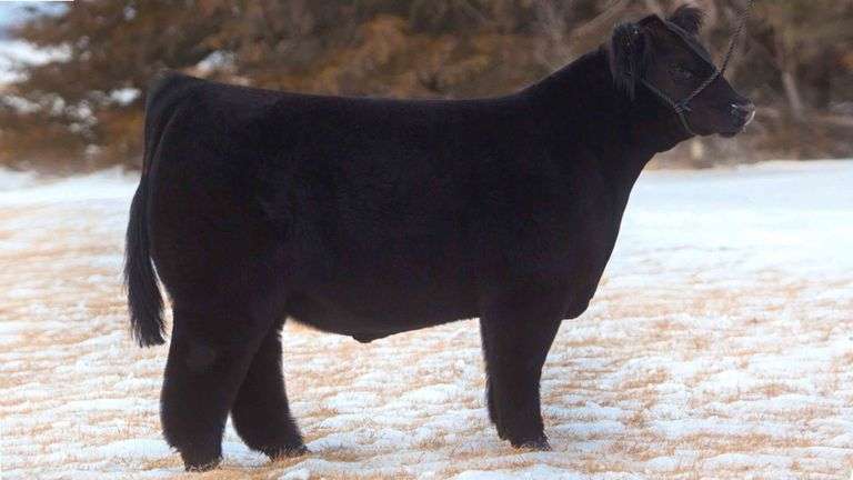SECOND 2 NONE SEMEN BB