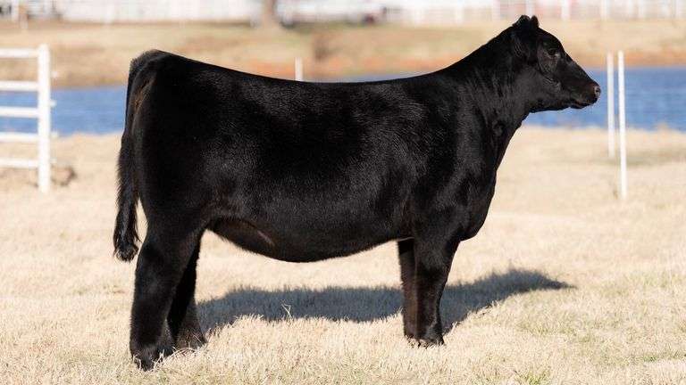 TAG 56 - % SIMMENTAL HEIFER