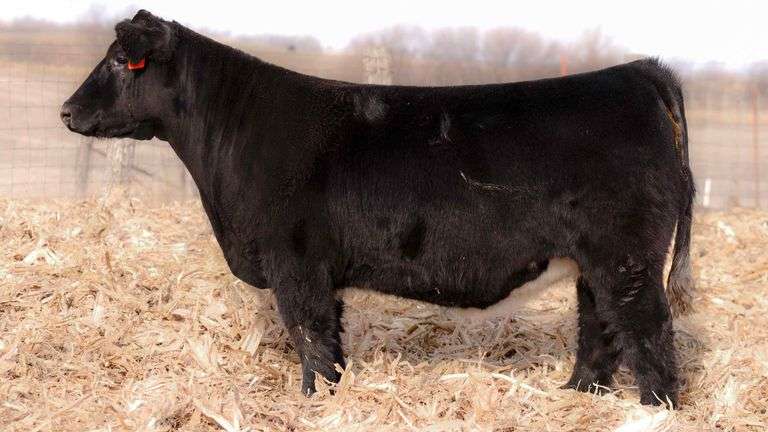 TAG 18 BRED HEIFER