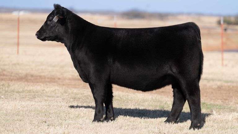 TAG 14 - SIMMENTAL HEIFER