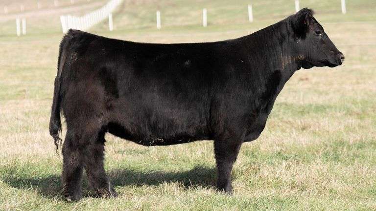 SMITH 241 BRED HEIFER