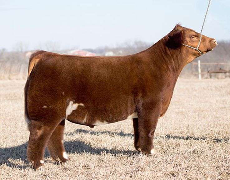 RED ROCKY SEMEN