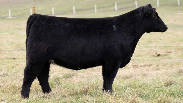 SMITH 28 BRED HEIFER