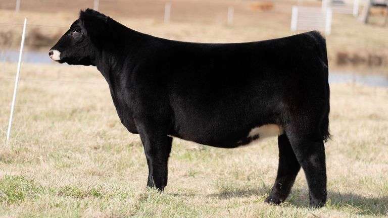 TAG 55 - % SIMMENTAL HEIFER