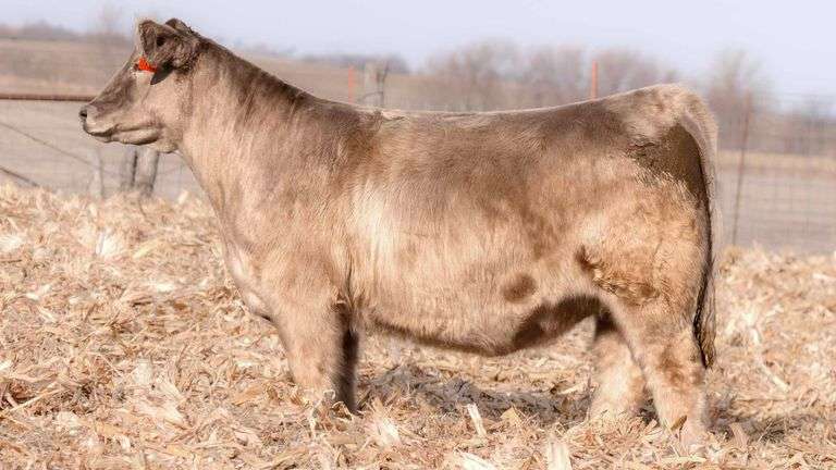 TAG 20 BRED HEIFER