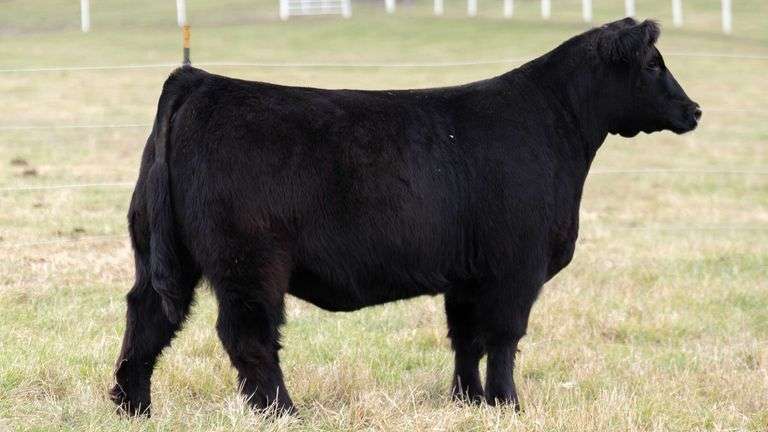 SMITH 266 BRED HEIFER