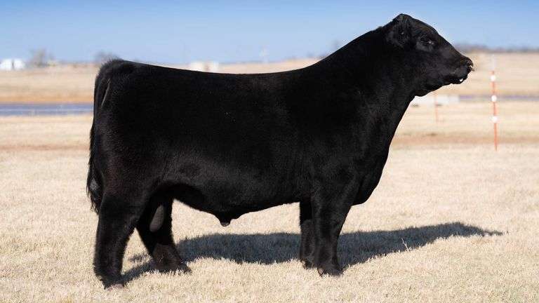 MR. JUST DO IT SEMEN B