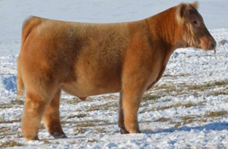 HAWKEYE SEMEN A