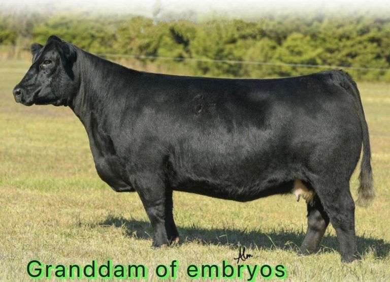 BROKER X MARY LEGEND EMBRYOS