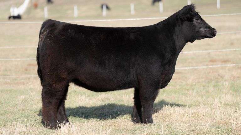 SMITH 276 BRED HEIFER