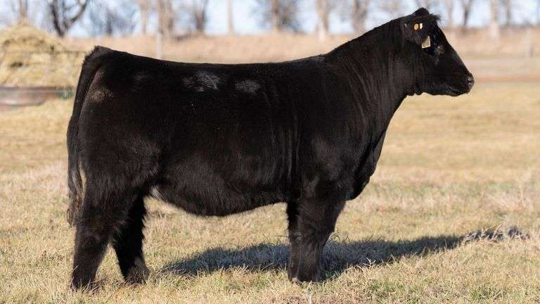 DORIS 202 BRED HEIFER
