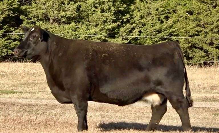 BROKER X WHISKEY CARTEL EMBRYOS