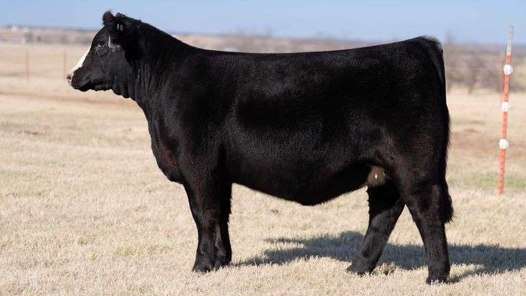 TAG 15 - SIMMENTAL HEIFER