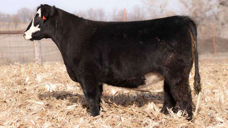 TAG 19 BRED HEIFER