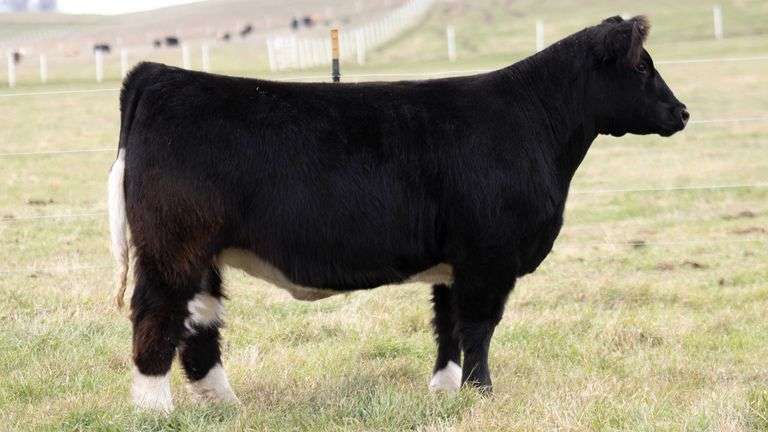 SMITH 286 BRED HEIFER
