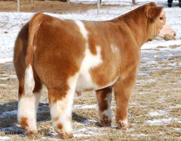 DAKOTA GOLD SEMEN