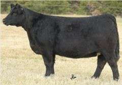 BROKER X MARY LEGEND EMBRYOS