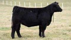 SMITH 204 BRED HEIFER