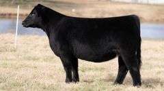TAG 52 - % SIMMENTAL (3/4) HEIFER